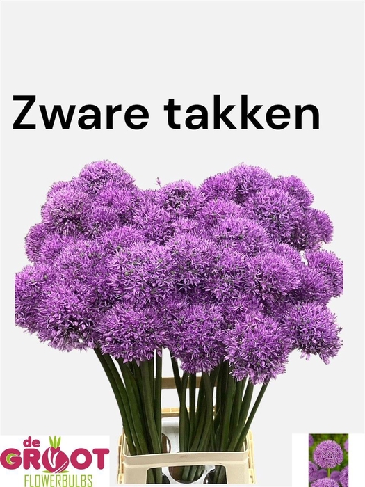 <h4>ALLIUM GLADIATOR</h4>