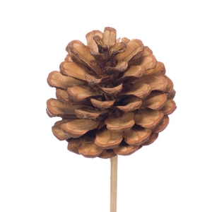Pine Cone 4-6cm O/s Natural
