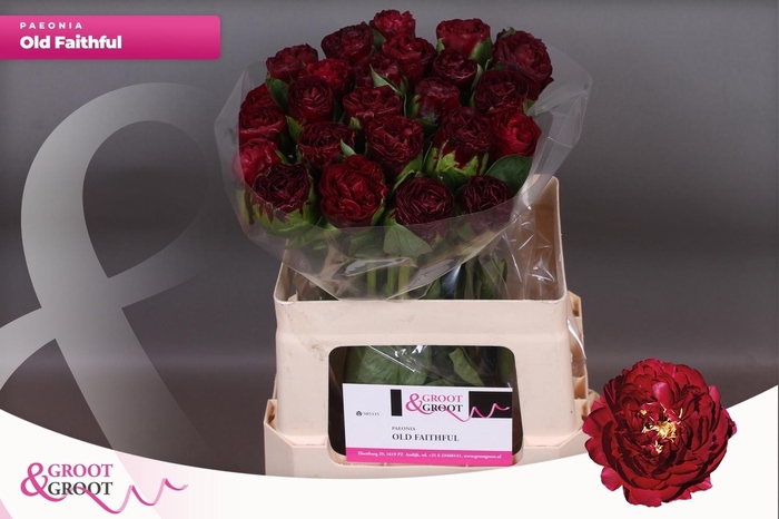 <h4>PAEO OLD FAITHFUL</h4>