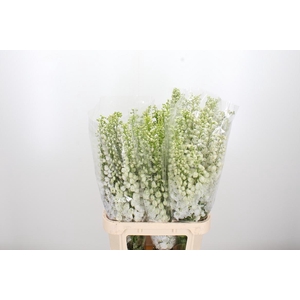 Delphinium Be Fount Wit