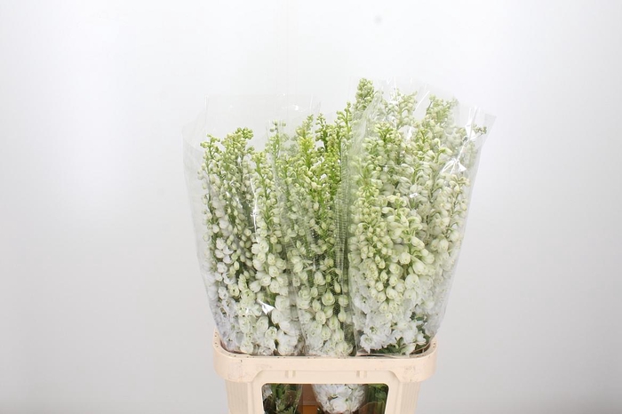 <h4>Delphinium Be Fount Wit</h4>