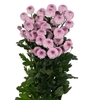 CHRYSANTHEMUM TR 'SUGARBUNNY'