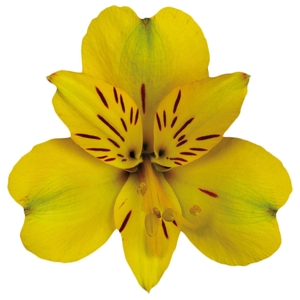 ALSTROEMERIA CARIBBEAN 080 CM