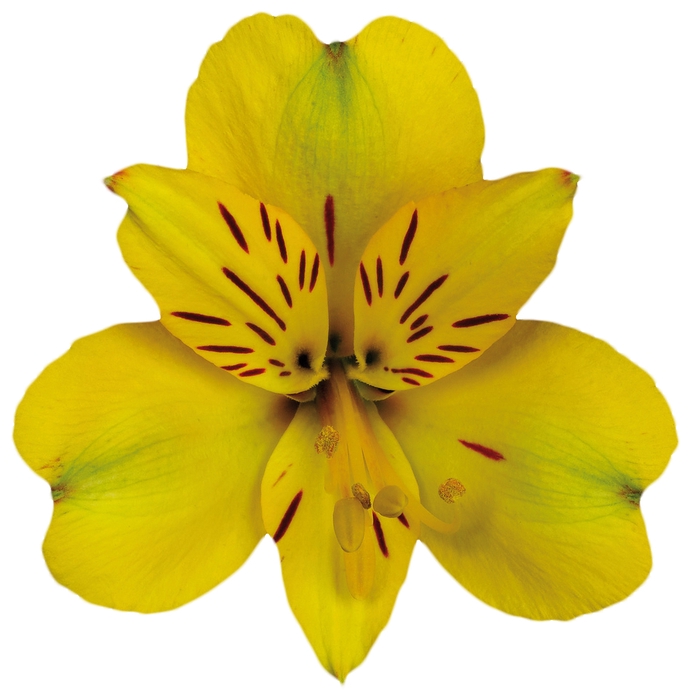 <h4>ALSTROEMERIA CARIBBEAN 080 CM</h4>