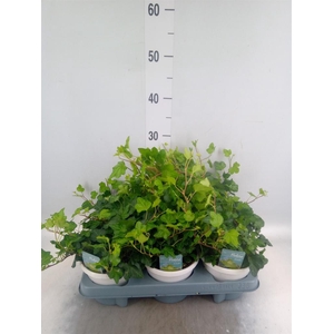 Hedera helix 'Wonder'