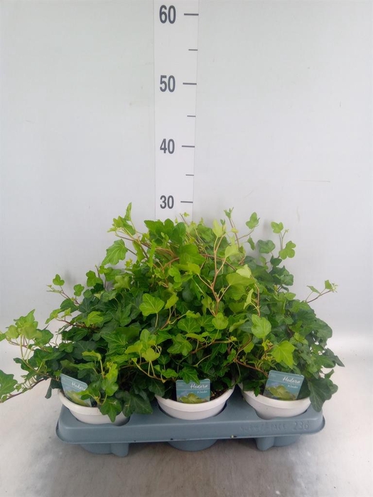 <h4>Hedera helix 'Wonder'</h4>