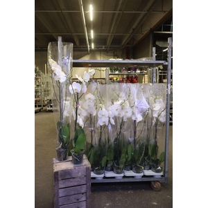 arr8 Phal King White 1 Tak Vertakt 90cm