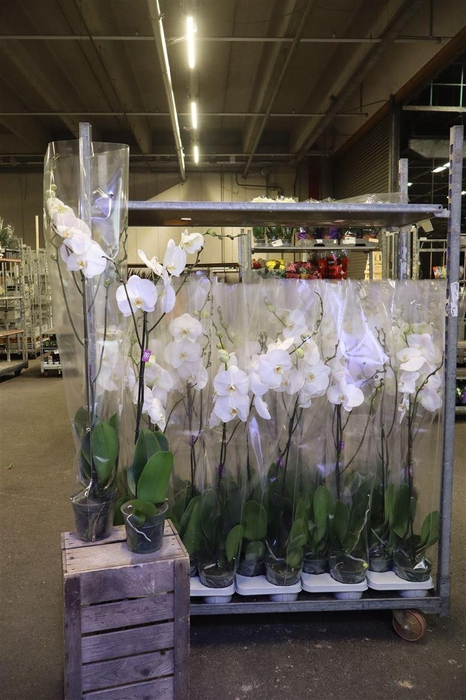 <h4>Phal King White 1 Tak Vertakt 90cm</h4>