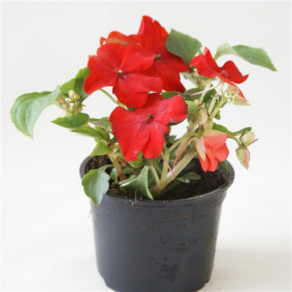 <h4>Impatiens Walleriana Grp rood p9</h4>