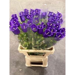 Campanula Blue