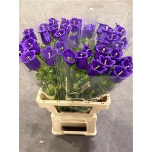Campanula Blue
