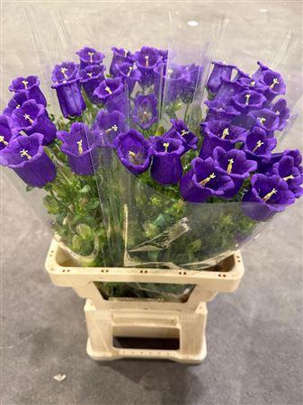 <h4>Campanula Blue</h4>