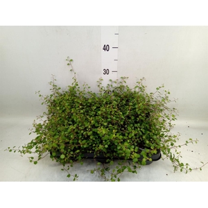 Muehlenbeckia com. 'Mao'ri'