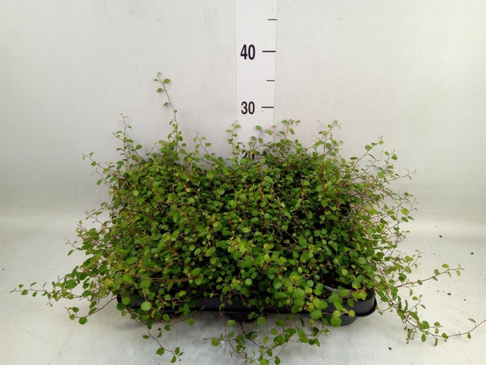 <h4>Muehlenbeckia com. 'Mao'ri'</h4>