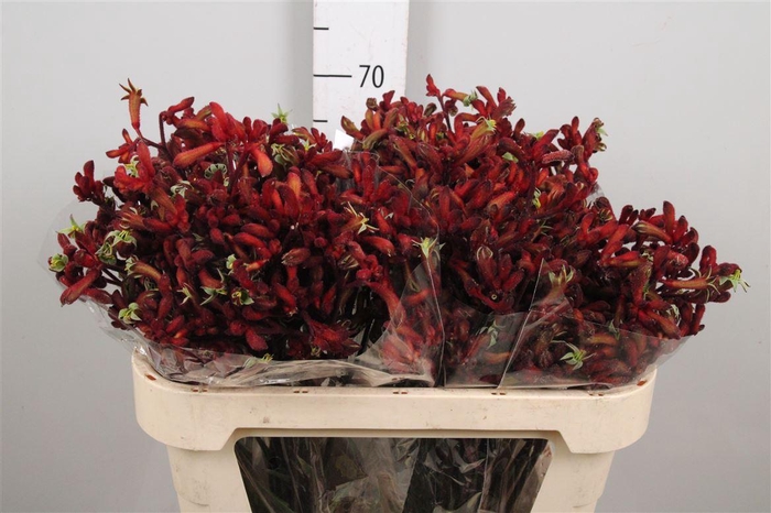 <h4>Anigoz Early Spring</h4>