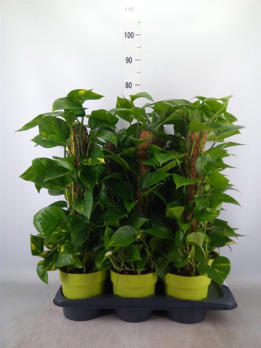 <h4>Epipremnum pinn.   ...moss stick</h4>