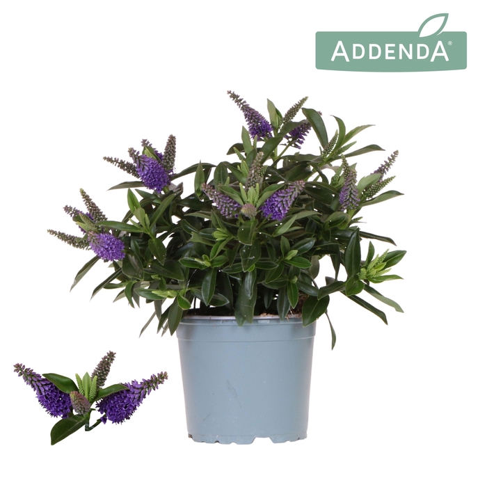 <h4>Hebe Addenda Donna Blue</h4>