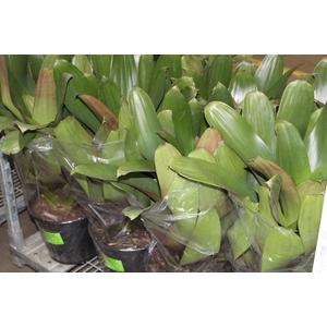 BROMELIA IMPERIAL P27 VERDE/VERMELHO