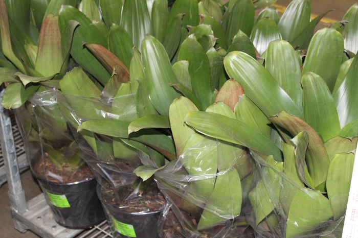 <h4>BROMELIA IMPERIAL P27 VERDE/VERMELHO</h4>