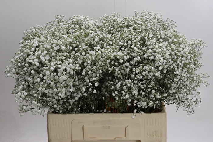 <h4>Gyps Xlence</h4>