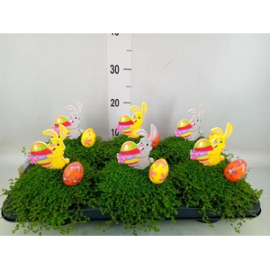 Soleirolia soleirolii   ...green