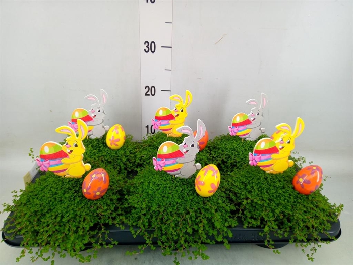 <h4>Soleirolia soleirolii   ...green</h4>