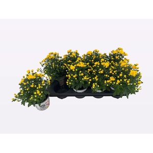 CHRY BL BEAU YELLOW