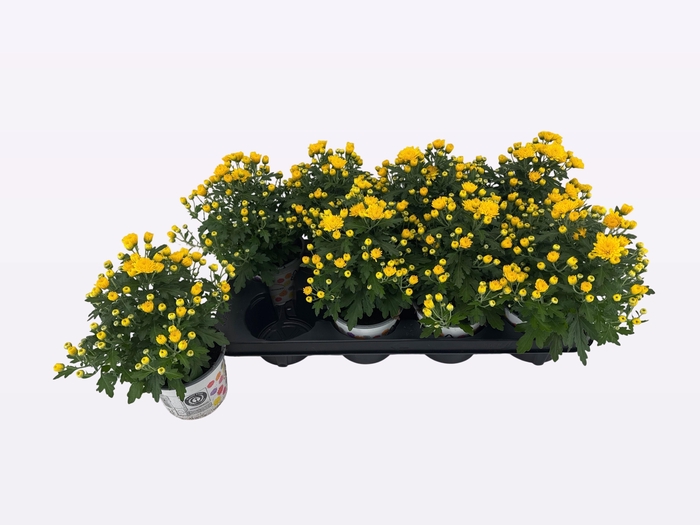 <h4>CHRY BL BEAU YELLOW</h4>
