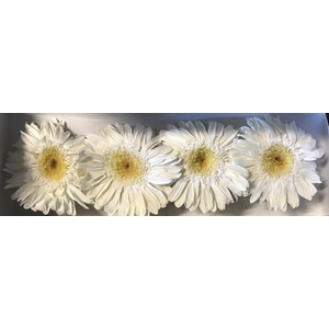 Gerbera wit stab.
