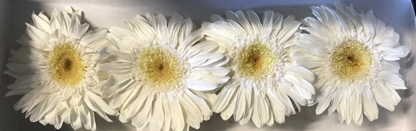 Gerbera wit stab.