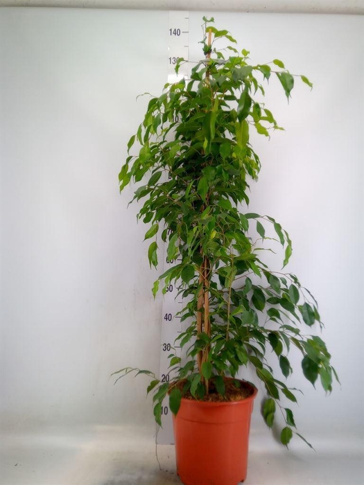 <h4>Ficus benja. 'Exotica'</h4>