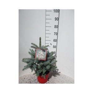Picea pungens Super Blue 45-50 P26