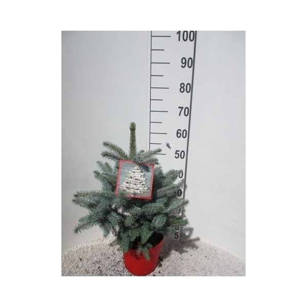 <h4>Picea pungens Super Blue 45-50 P26</h4>