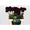 Dahlia Dark Prince