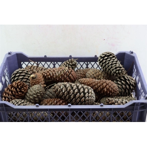 Pinea Maritima Naturel X40 Crate