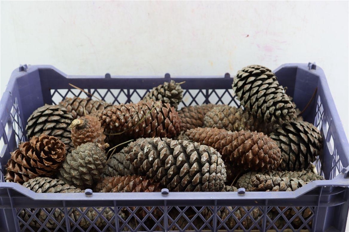<h4>Pinea Maritima Naturel X40 Crate</h4>