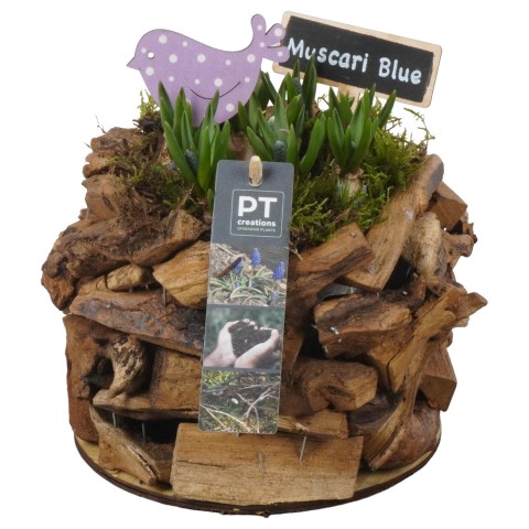 <h4>PTMB1115 Arrangementen Muscari</h4>