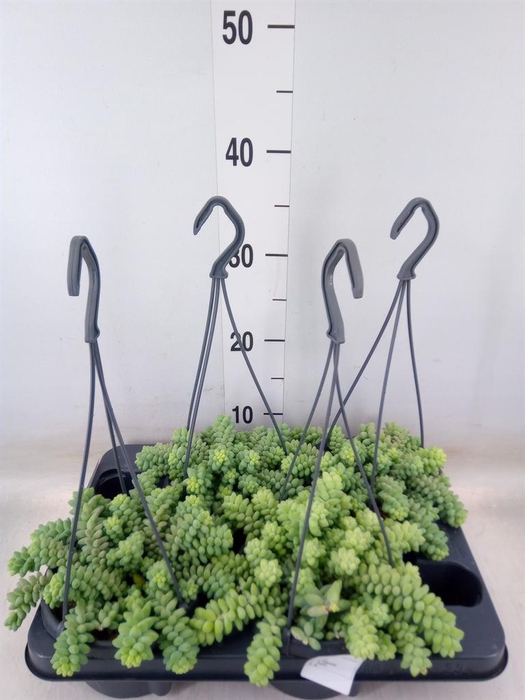 <h4>Sedum burrito</h4>