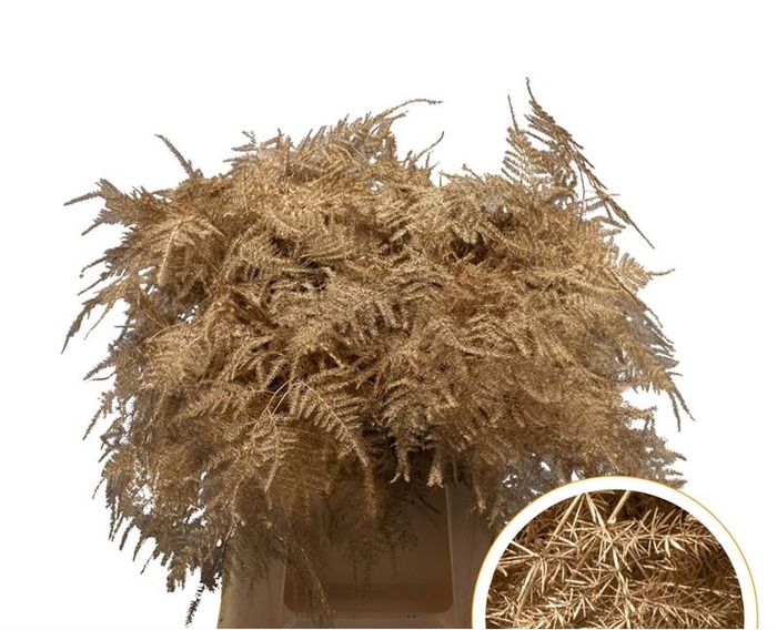 <h4>Asparagus 1e Veren Antiek Gold</h4>