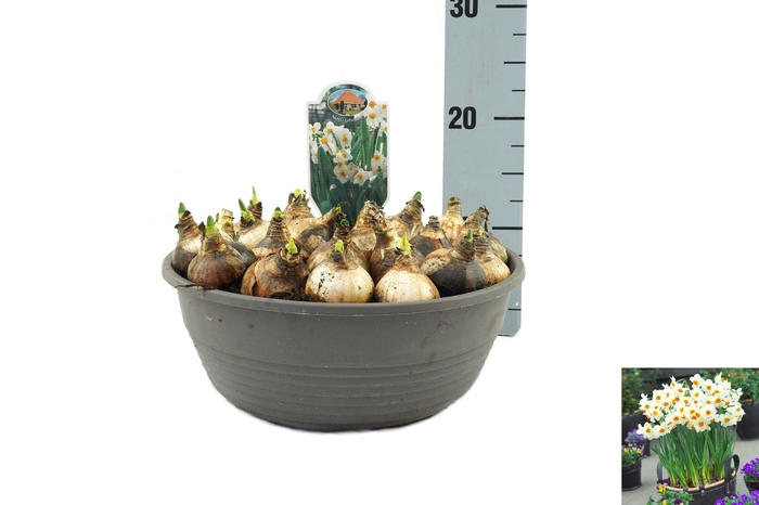 <h4>Narcissus Geranium</h4>