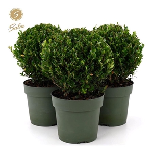 Ilex crenata 'Jenny'® Ball Ø20cm P17