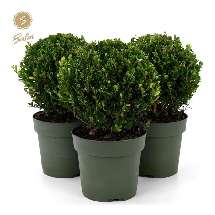 <h4>Ilex crenata 'Jenny'® Ball Ø20cm P17</h4>