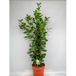 Ficus microcarpa 'Moclame'