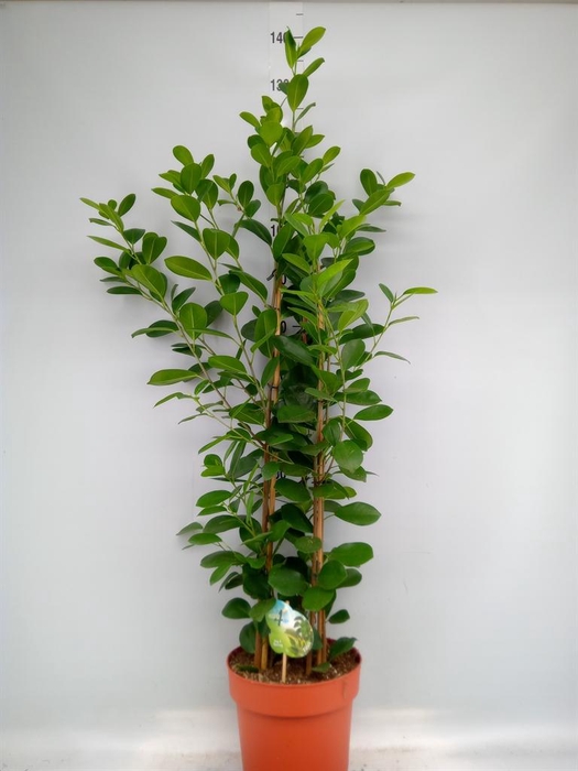 <h4>Ficus microcarpa 'Moclame'</h4>