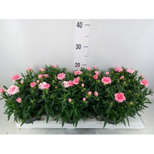 Dianthus  'Oscar Pink'