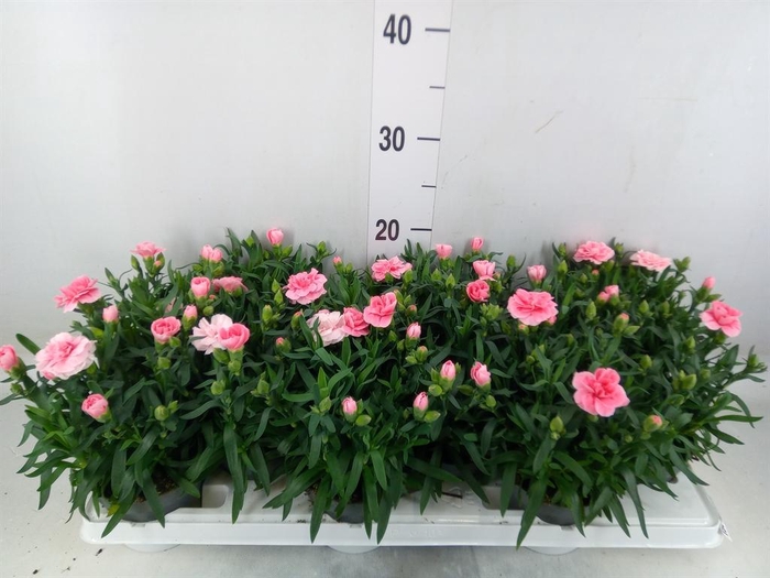 <h4>Dianthus  'Oscar Pink'</h4>