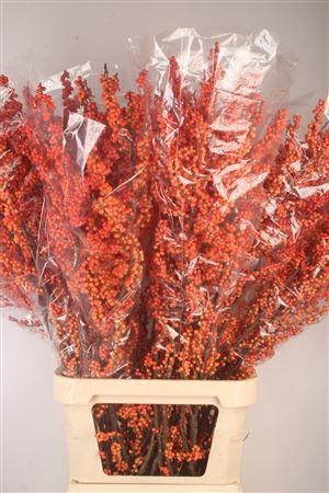 <h4>Ilex Mag Daydream</h4>