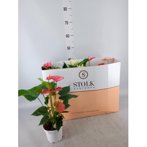 Anthurium andr.   ...mix  5