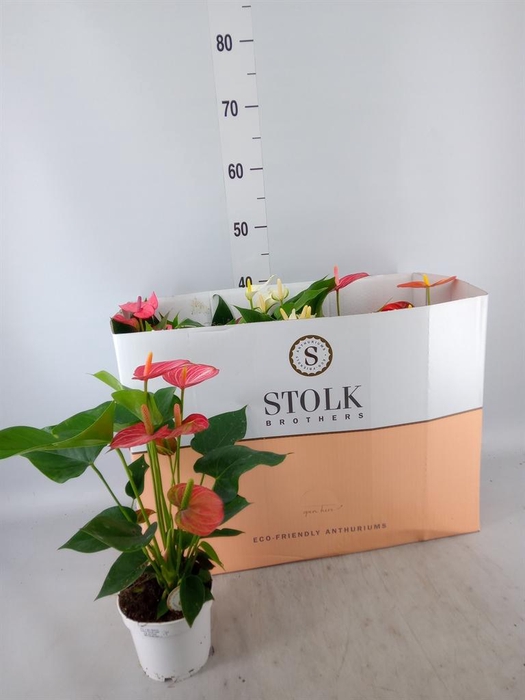 <h4>Anthurium andr. ...mix 5</h4>