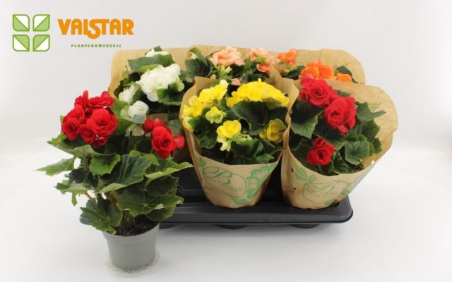 Begonia Elatior mix 13Ø 35cm